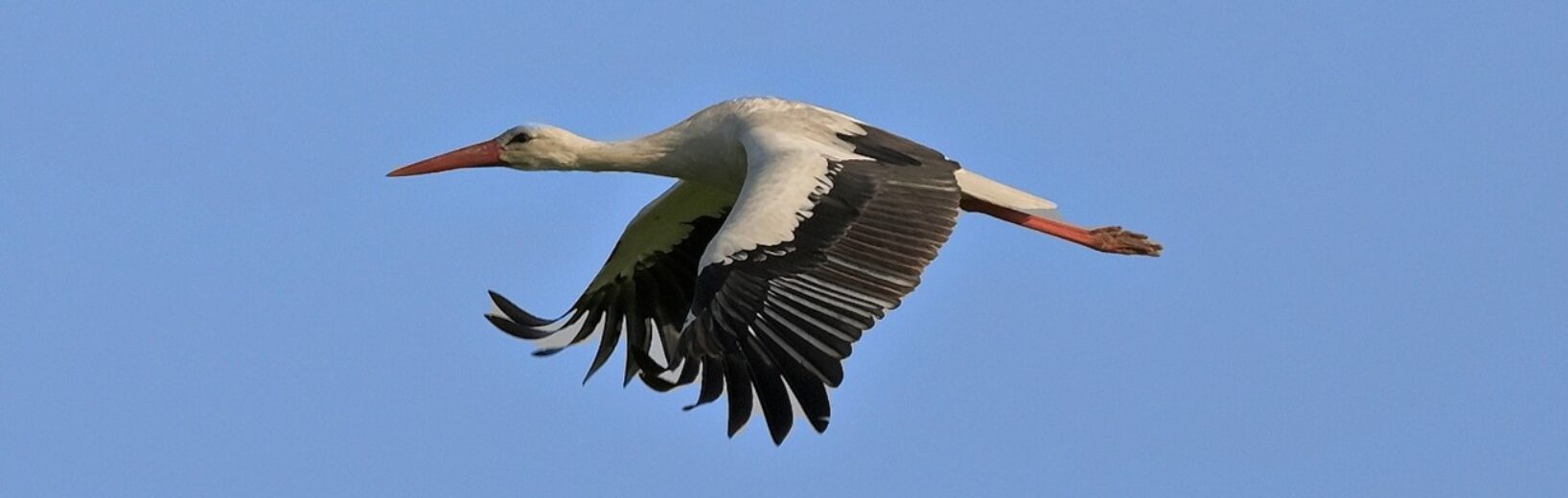 Kommt ein Storch geflogen …