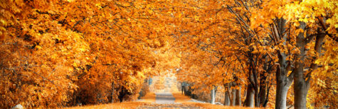 goldene Herbstallee