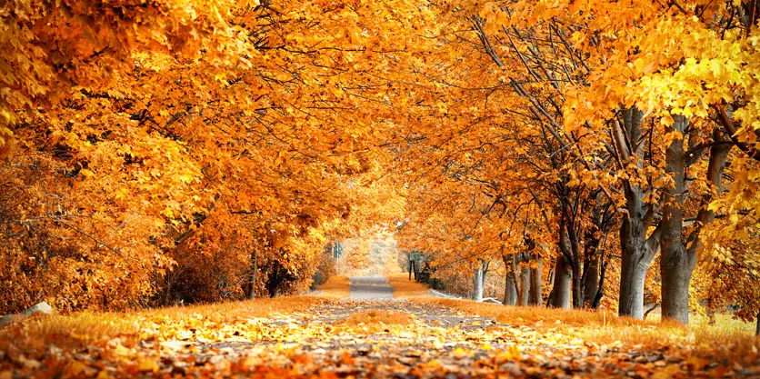Herbst der Reformen goldene Herbstallee