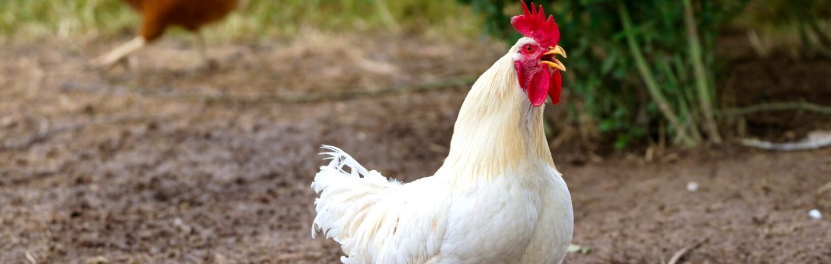 Ist das Halten von Hähnen und Bienen in der Stadt zulässig?