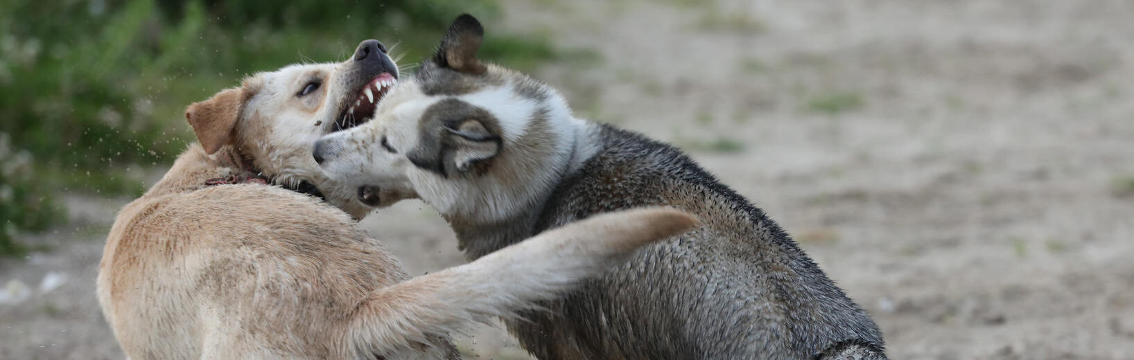 Haltungsuntersagung für zwei Hunde und Abgabepflicht nach Beißvorfällen?