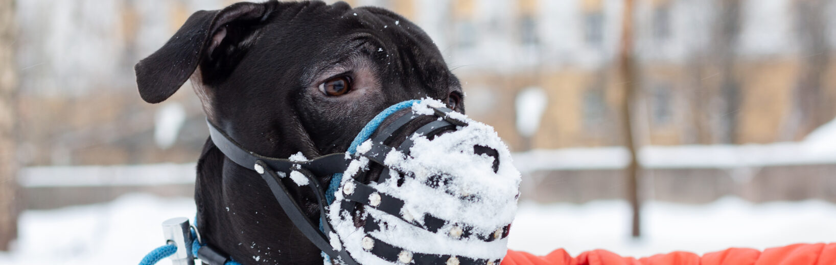 Widerruf der Befreiung von der Maulkorbpflicht nach Beißvorfall?