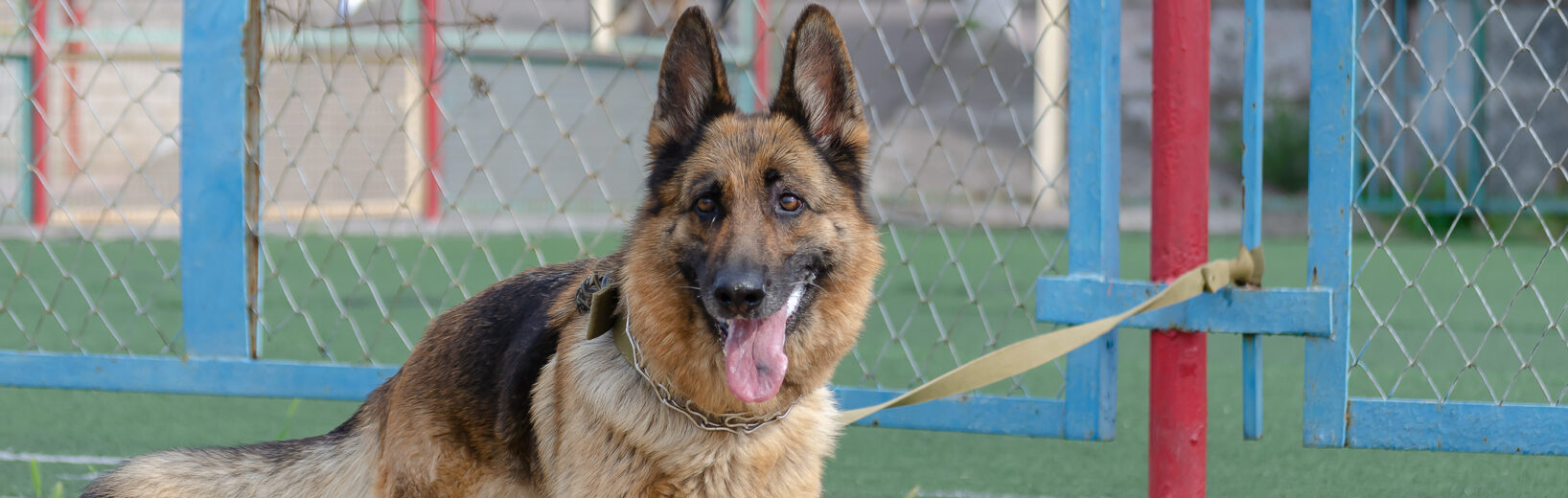 Fortnahme eines Hundes wegen Ungeeignetheit des Halters?