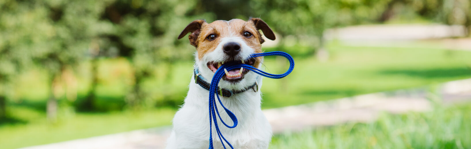 Folgen eines Verstoßes gegen die Anleinpflicht