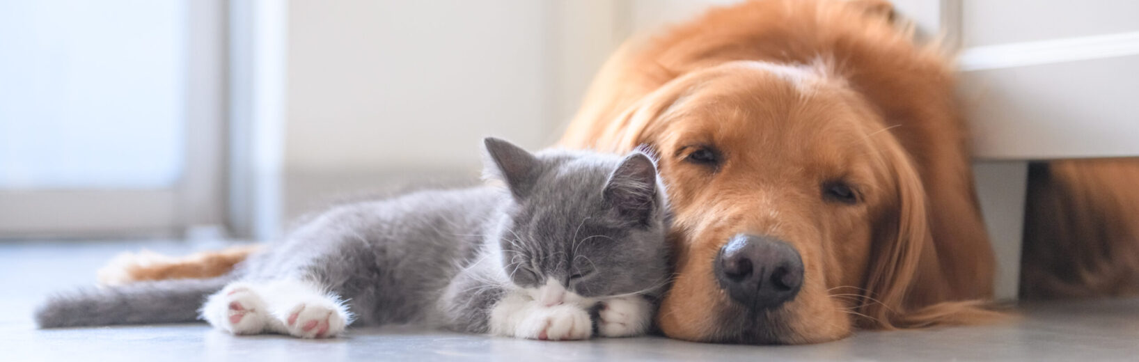 Hunde und Katzen als Familienmitglieder