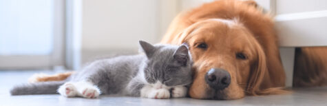 Hunde und Katzen als Familienmitglieder
