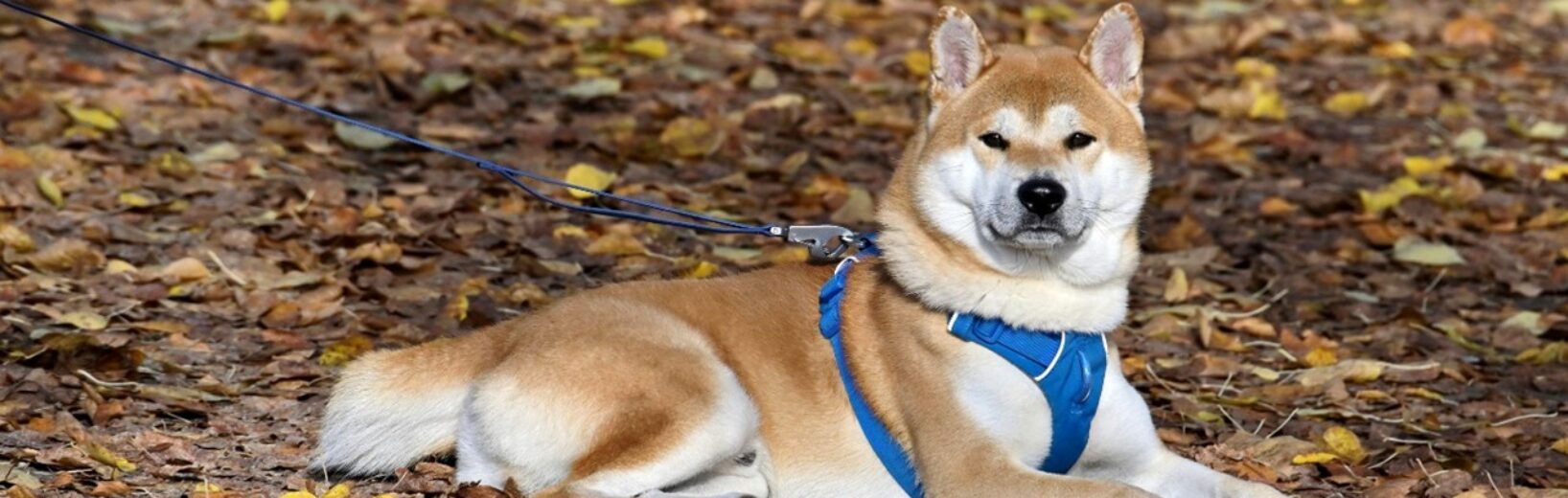 Wer ist Halter eines Hundes und welche Folgen ergeben sich daraus?