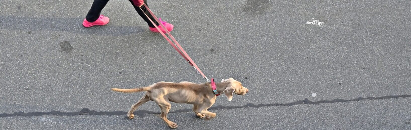 Ist ein allgemeiner Leinenzwang für Hunde verhältnismäßig?