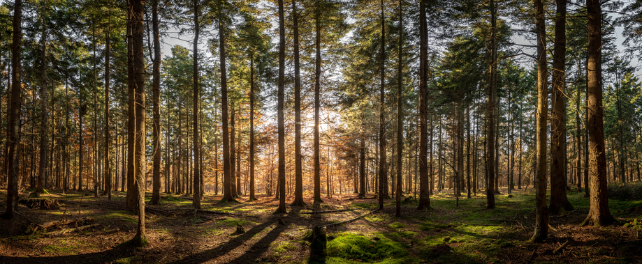 Wald in Abendsonne