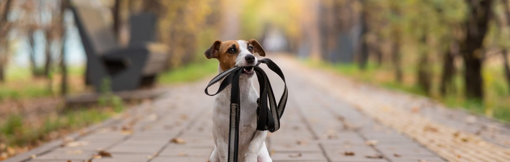 Verwertung eines sichergestellten Hundes