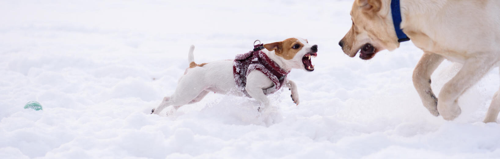 Feststellung der Gefährlichkeit eines Hundes wegen eines Bisses nach einer Drohgebärde?